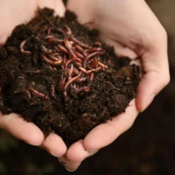 Other Products vermicompost